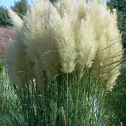 Pampasgras (Cortaderia Selloana 'Senior') -Essentie Groen Verkoop visi108541 1
