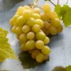 Witte Druif (Vitis Vinifera 'Italia') -Essentie Groen Verkoop visi121502