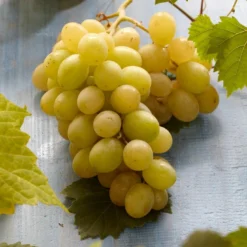 Essentie Groen Verkoop 36 Witte Druif (Vitis Vinifera 'Italia')