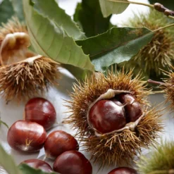 Tamme Kastanje Als Halfstam (Castanea Sativa) -Essentie Groen Verkoop visi121584 1