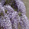 Blauweregen (Wisteria Floribunda 'Domino') -Essentie Groen Verkoop visi127325