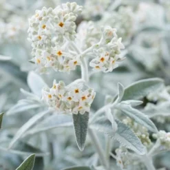 Vlinderstruik (Buddleja 'Silver Anniversary') -Essentie Groen Verkoop visi185925