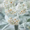 Vlinderstruik (Buddleja 'Silver Anniversary') -Essentie Groen Verkoop visi185927