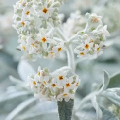 Vlinderstruik (Buddleja 'Silver Anniversary')