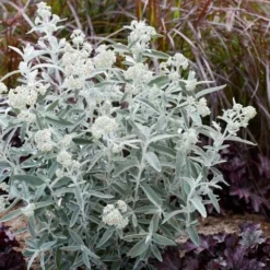 Vlinderstruik (Buddleja 'Silver Anniversary') -Essentie Groen Verkoop visi185930