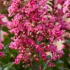 Lagerstroemia Als Halfstam (Lagerstroemia Indica 'Berry Dazzle') -Essentie Groen Verkoop visi186296