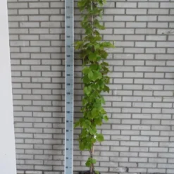 Sierdruif (Vitis Coignetiae) -Essentie Groen Verkoop vitis coignetiae 175 200 c10 1