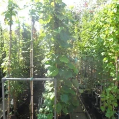 Sierdruif (Vitis Coignetiae) -Essentie Groen Verkoop vitis coignetiae 200 250 300 c20 1