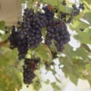 Muskaatdruif (Vitis Vinifera ‘Moscato D’Amburgo’ ) -Essentie Groen Verkoop vitis vinifera boskoop glory