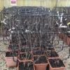 Witte Druif Als Leivorm (Vitis Vinifera 'Suzi') -Essentie Groen Verkoop vitissuzileivorm01
