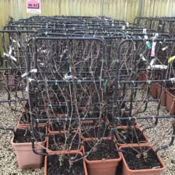 Essentie Groen Verkoop 39 Witte Druif Als Leivorm (Vitis Vinifera 'Suzi')