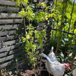 Vlier (Sambucus Nigra) -Essentie Groen Verkoop vlier sambucus nigra