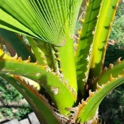 Washingtonia (Washingtonia Robusta) -Essentie Groen Verkoop washingtoniarobusta04 1