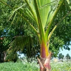 Washingtonia (Washingtonia Robusta) -Essentie Groen Verkoop washingtoniarobusta05