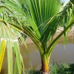 Washingtonia (Washingtonia Robusta) -Essentie Groen Verkoop washingtoniarobusta09