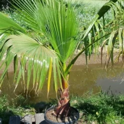 Washingtonia (Washingtonia Robusta) -Essentie Groen Verkoop washingtoniarobusta10