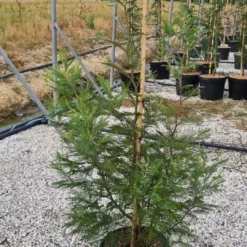 Mimosa (Acacia Dealbata) -Essentie Groen Verkoop whatsapp image 2023 05 24 at 20.41.02