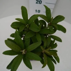 Rhododendron (Rhododendron 'Wilgen's Ruby') -Essentie Groen Verkoop wilgens ruby c2 boven