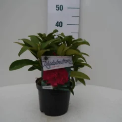 Rhododendron (Rhododendron 'Wilgen's Ruby') -Essentie Groen Verkoop wilgens ruby c2 voor