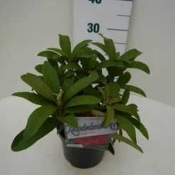 Rhododendron (Rhododendron 'Wilgen's Ruby') -Essentie Groen Verkoop wilgens ruby c2 zij