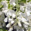 Blauwe Regen, Wit (Wisteria Brachybotrys 'Kapitan Fuji') -Essentie Groen Verkoop wisteria