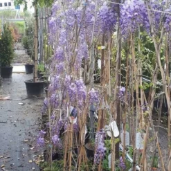Blauwe Regen (Wisteria Sinensis 'Prolific') -Essentie Groen Verkoop wisteria 1