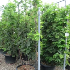 Blauwe Regen Als Leivorm (Wisteria Brachybotrys 'Yokohama Fuji') -Essentie Groen Verkoop wisteria 110x180 leivorm