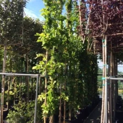 Blauwe Regen (Wisteria Sinensis 'Prolific') -Essentie Groen Verkoop wisteria 300 400