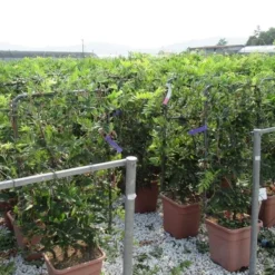 Blauwe Regen Als Leivorm (Wisteria Brachybotrys 'Yokohama Fuji') -Essentie Groen Verkoop wisteria 52x110 leivorm 2