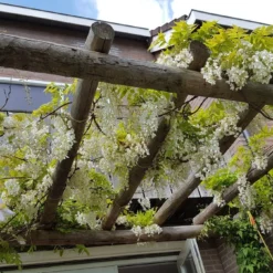 Japanse Blauwe Regen, Wit (Wisteria Floribunda 'Alba') -Essentie Groen Verkoop wisteria f. alba 1