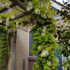 Japanse Blauwe Regen, Wit (Wisteria Floribunda 'Alba') -Essentie Groen Verkoop wisteria f. long. alba