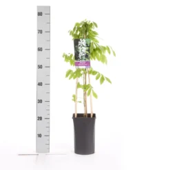 Japanse Blauwe Regen, Wit (Wisteria Floribunda 'Alba') -Essentie Groen Verkoop wisteria floribunda alba 1