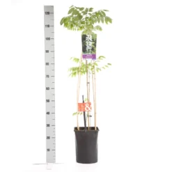 Japanse Blauwe Regen, Wit (Wisteria Floribunda 'Alba') -Essentie Groen Verkoop wisteria floribunda alba 1.00 1.25