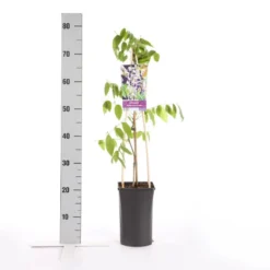 Blauwe Regen, Roze (Wisteria Floribunda 'Rosea') -Essentie Groen Verkoop wisteria floribunda rosea 1