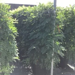 Blauwe Regen Als Leivorm (Wisteria Brachybotrys 'Yokohama Fuji') -Essentie Groen Verkoop wisteria lage leivorm 2