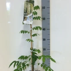 Japanse Blauwe Regen, Wit (Wisteria Floribunda 'Alba') -Essentie Groen Verkoop wisteria sin. alba 80 100 c2