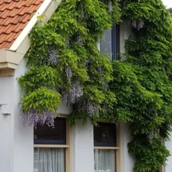 Blauwe Regen (Wisteria Sinensis 'Prolific') -Essentie Groen Verkoop wisteria sin. prolific