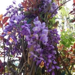Blauwe Regen (Wisteria Sinensis 'Prolific') -Essentie Groen Verkoop wisteria sin. prolific 2 1