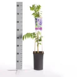 Blauwe Regen (Wisteria Sinensis) -Essentie Groen Verkoop wisteria sinensis
