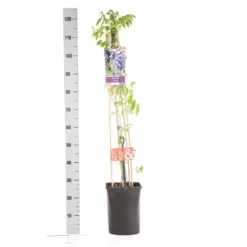 Blauwe Regen (Wisteria Sinensis) -Essentie Groen Verkoop wisteria sinensis 1.00 1.25 1