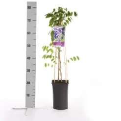 Blauwe Regen (Wisteria Sinensis 'Prolific') -Essentie Groen Verkoop wisteria sinensis prolific 1