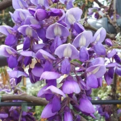 Blauwe Regen Als Leivorm (Wisteria Brachybotrys 'Yokohama Fuji') -Essentie Groen Verkoop wisteria yokohama fji