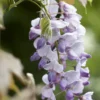 Blauweregen (Wisteria Sinensis 'Caroline') -Essentie Groen Verkoop wisteriacaroline02