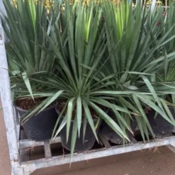 Palmlelie (Yucca Gloriosa) -Essentie Groen Verkoop yucca 1 1