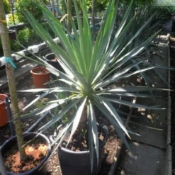Palmlelie (Yucca Gloriosa) -Essentie Groen Verkoop yucca gloriosa 100 125 c50 1 1