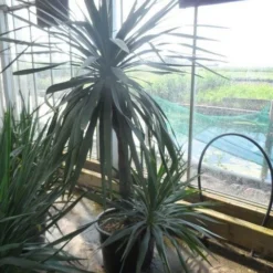 Palmlelie (Yucca Gloriosa) -Essentie Groen Verkoop yucca gloriosa 100stam c50 1