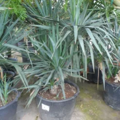 Palmlelie (Yucca Gloriosa) -Essentie Groen Verkoop yucca gloriosa boomvorm c130 1