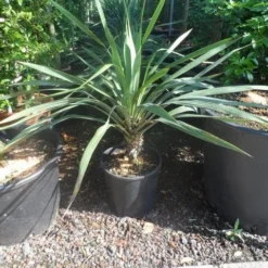 Palmlelie (Yucca Gloriosa) -Essentie Groen Verkoop yucca gloriosa c12 15