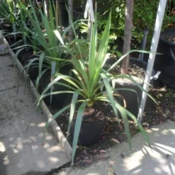 Palmlelie (Yucca Gloriosa) -Essentie Groen Verkoop yucca gloriosa c7 10
