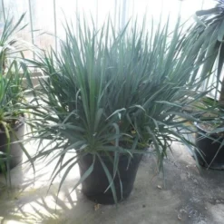 Palmlelie (Yucca Gloriosa) -Essentie Groen Verkoop yucca gloriosa struikvorm c110